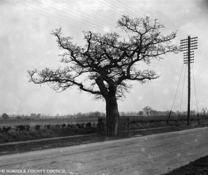 Kett’s Oak which was used as a rally point for rebels on the main road from Wymondham to Norwich. This tree still stands over 450 years later!! 